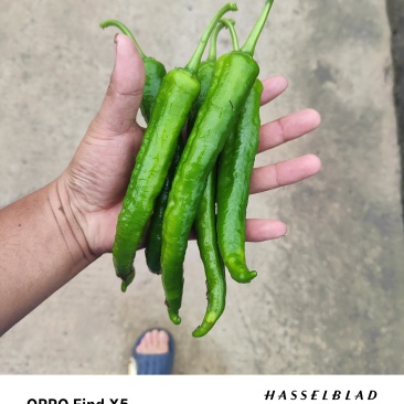 55号椒头批