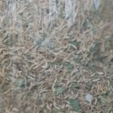 金银花