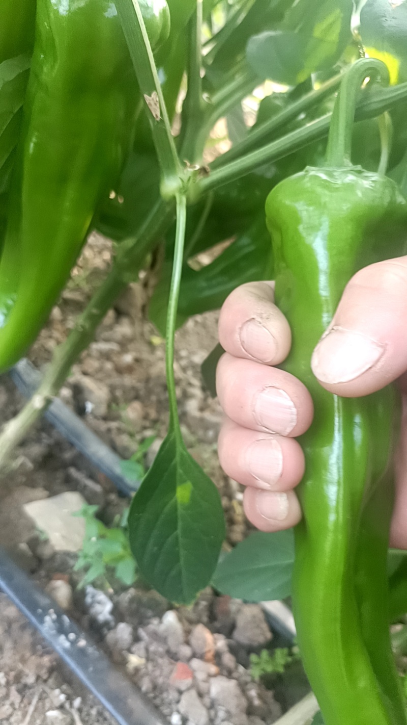 红泡椒