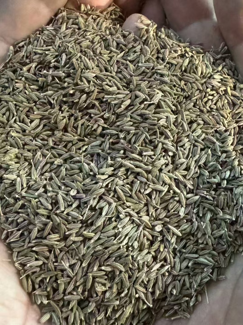 新疆孜然