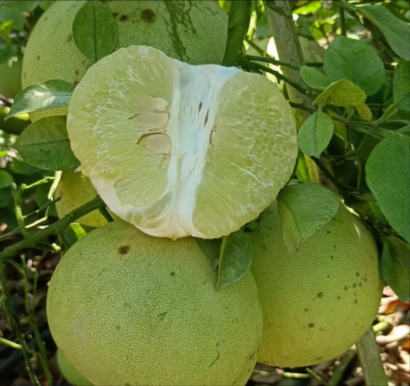 版纳青柚