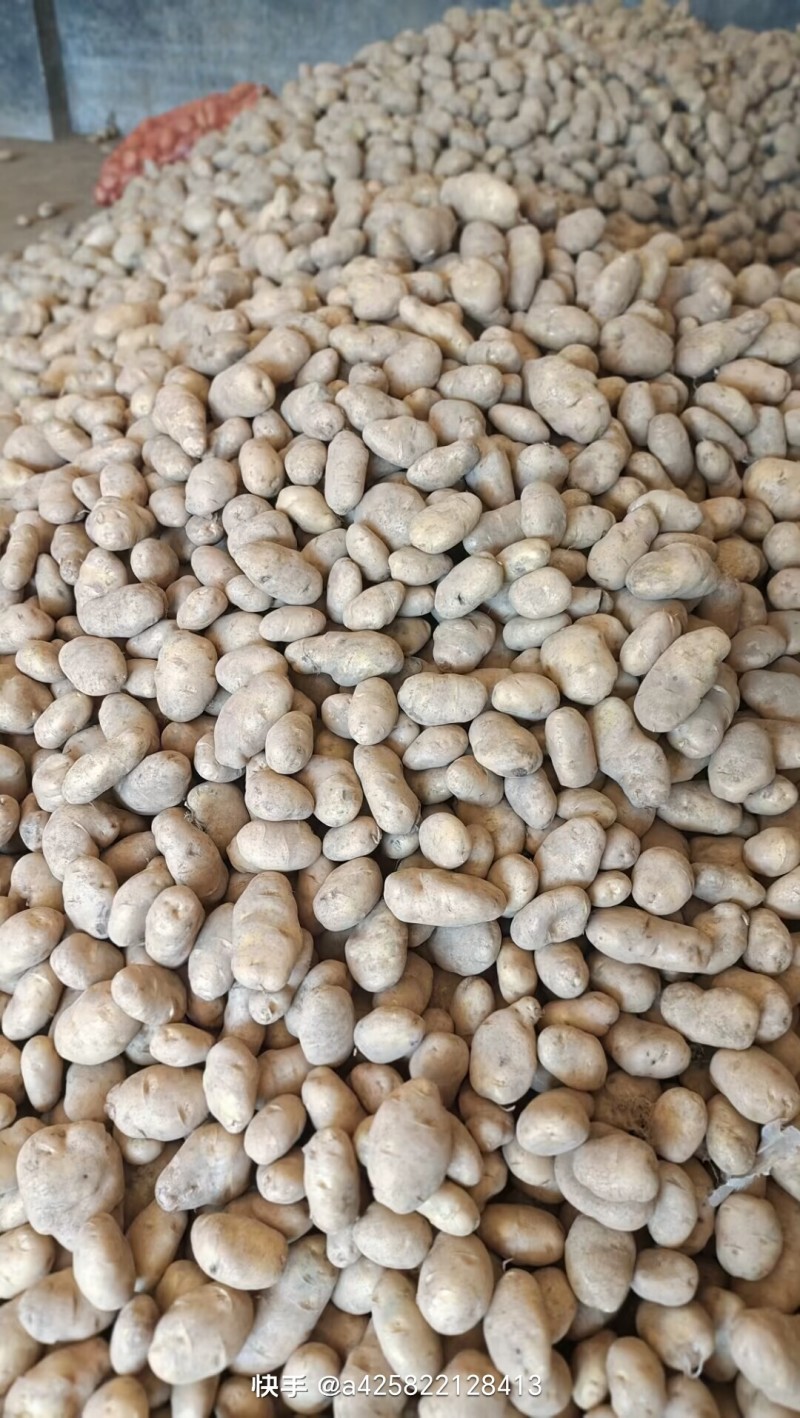 威宁土豆
