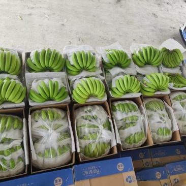香蕉生焦熟焦批发
