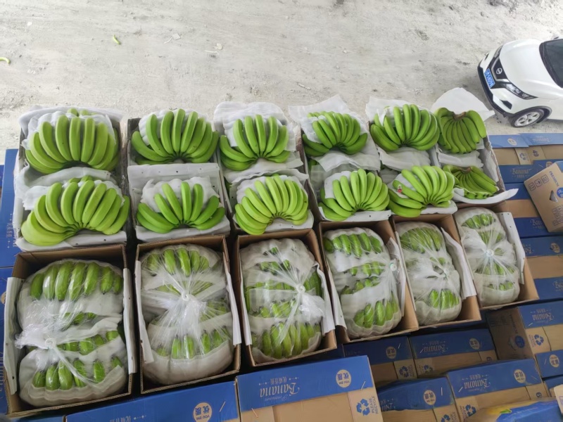 香蕉生焦熟焦批发