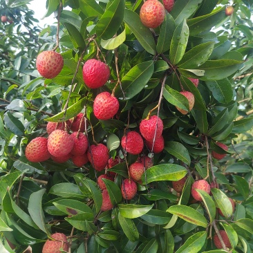 荔枝，岭丰糯