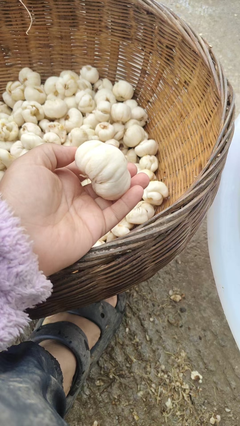 川贝母太白贝母