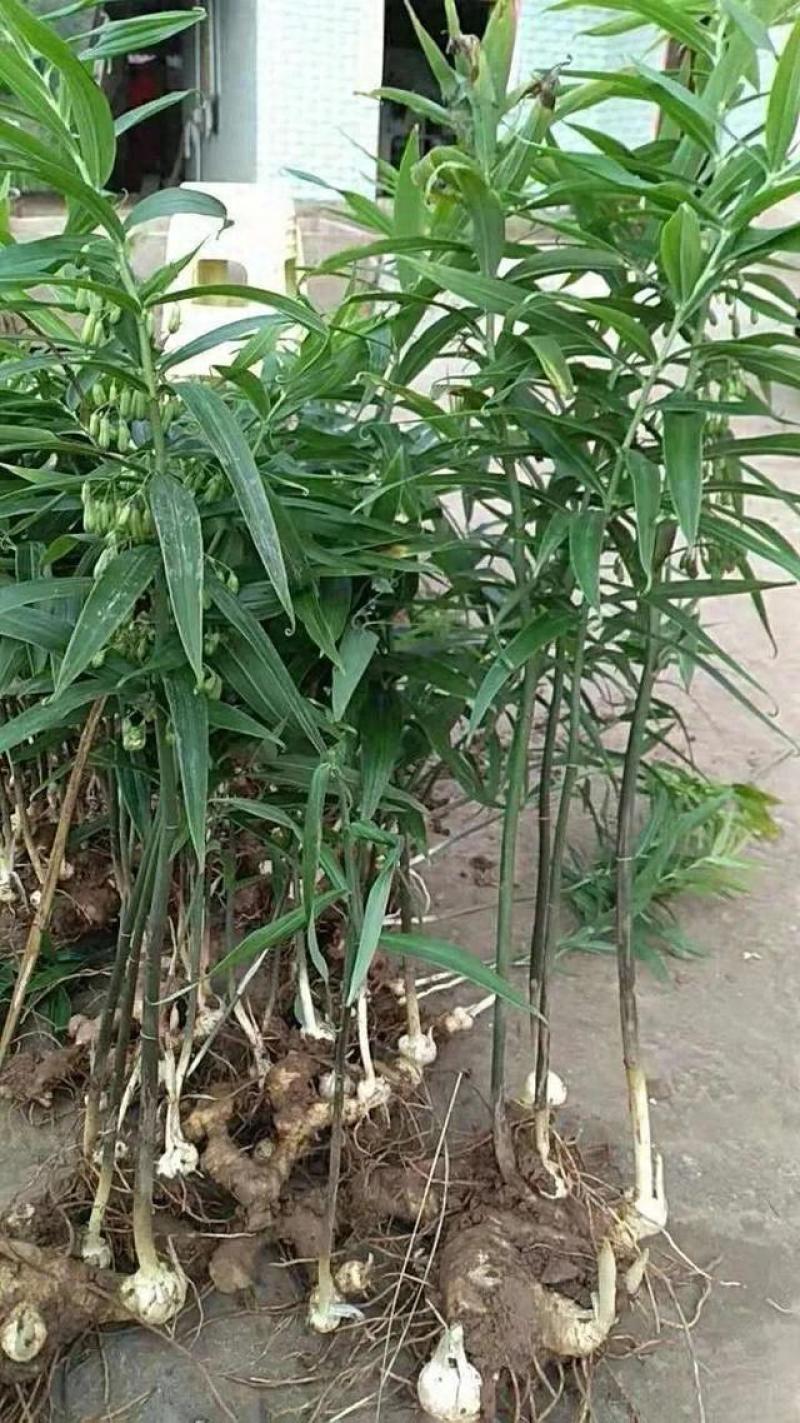 老虎姜