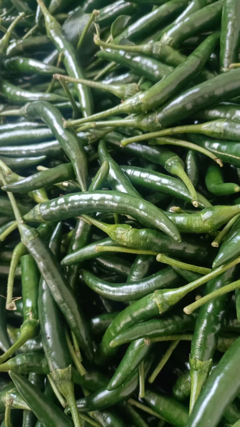 小米辣椒