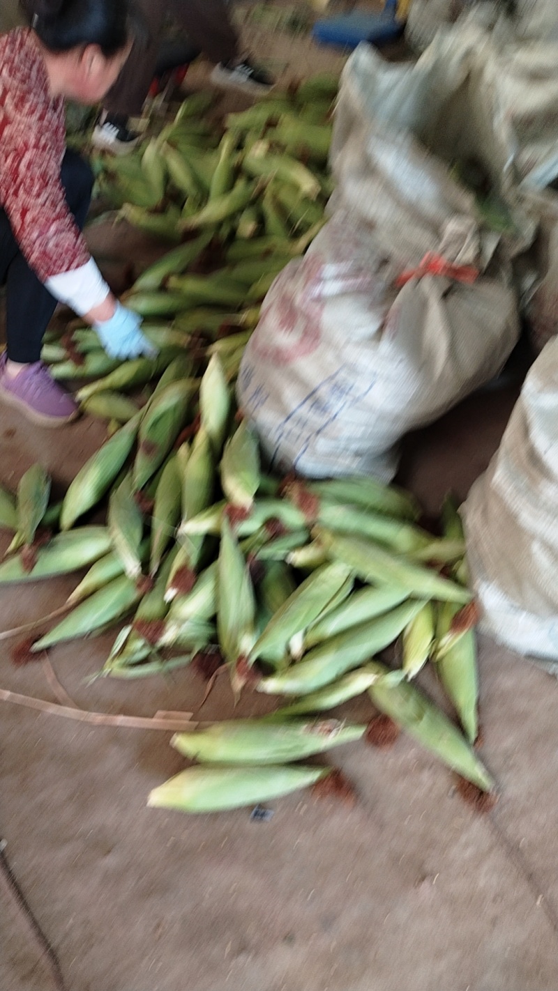 山东老玉米