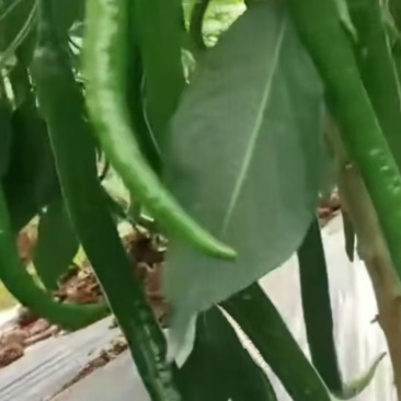 三号线椒