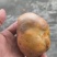 这个是鸡宝吗