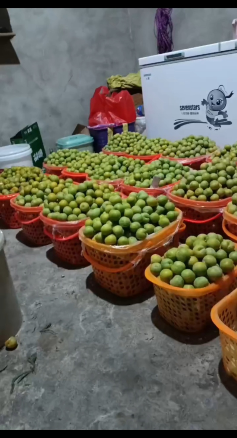 蜂糖李