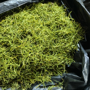 重庆市秀山县渝蕾1号干金银花