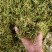 重庆市秀山县渝蕾1号干金银花