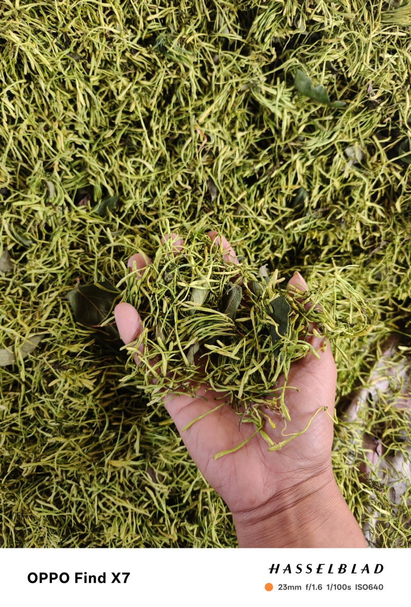 重庆市秀山县渝蕾1号干金银花