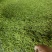 重庆市秀山县渝蕾1号干金银花