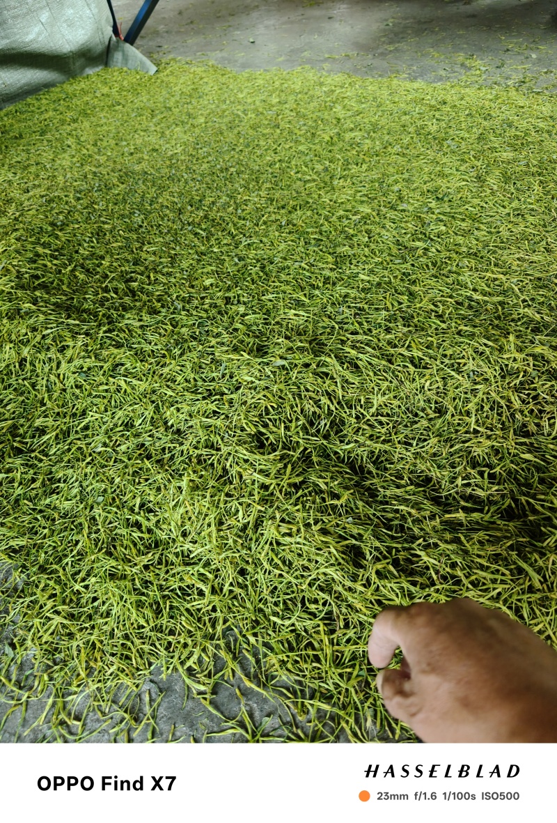 重庆市秀山县渝蕾1号干金银花
