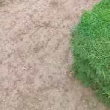 草皮