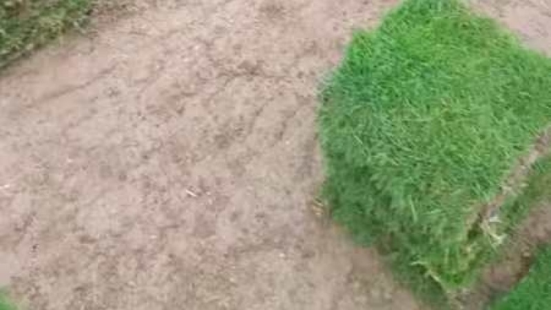 草皮