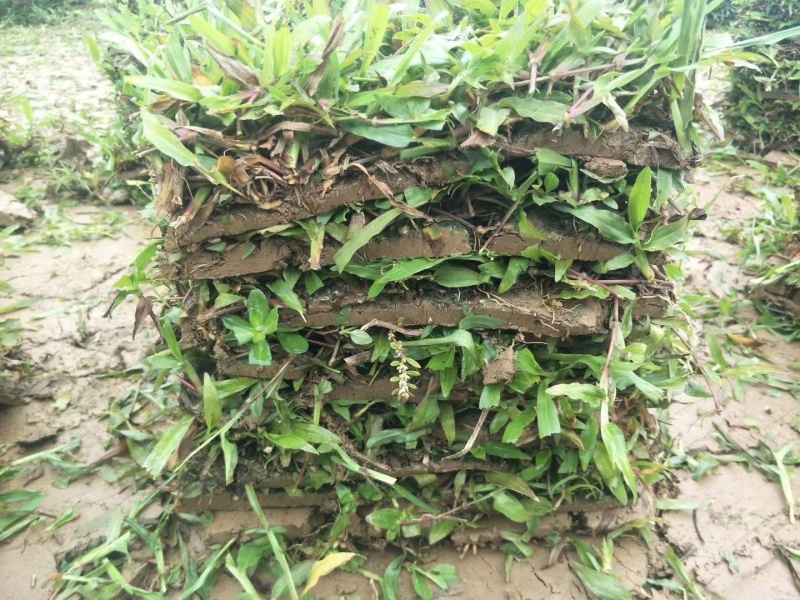草皮