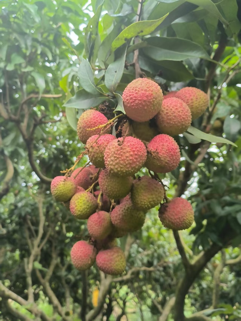 果粒，轻枝，