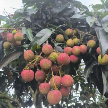 果粒，轻枝，