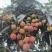 果粒，轻枝，