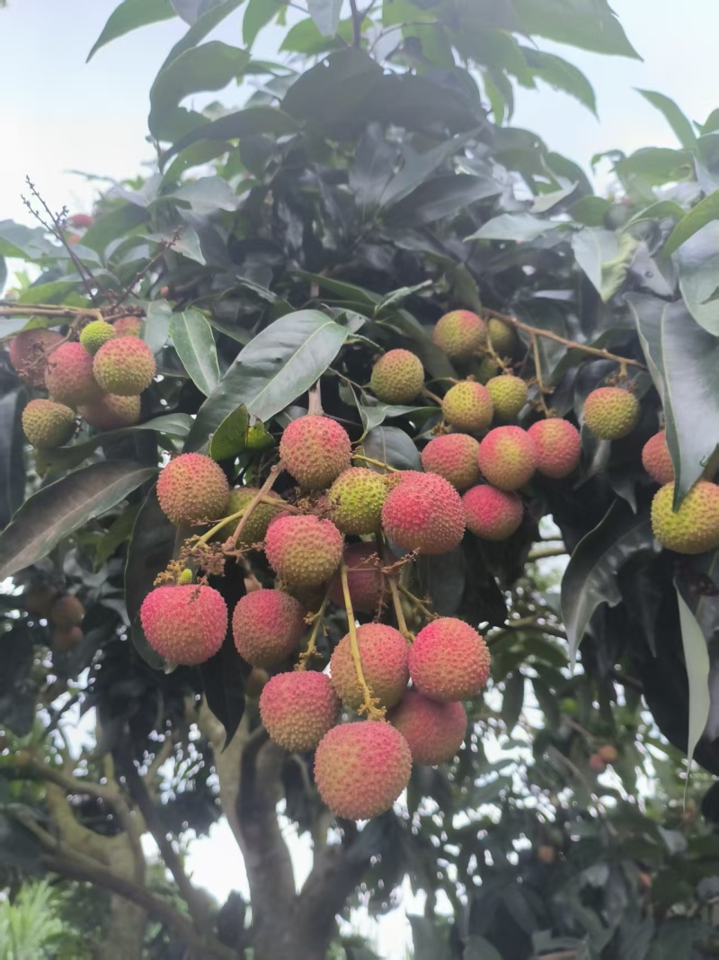 果粒，轻枝，