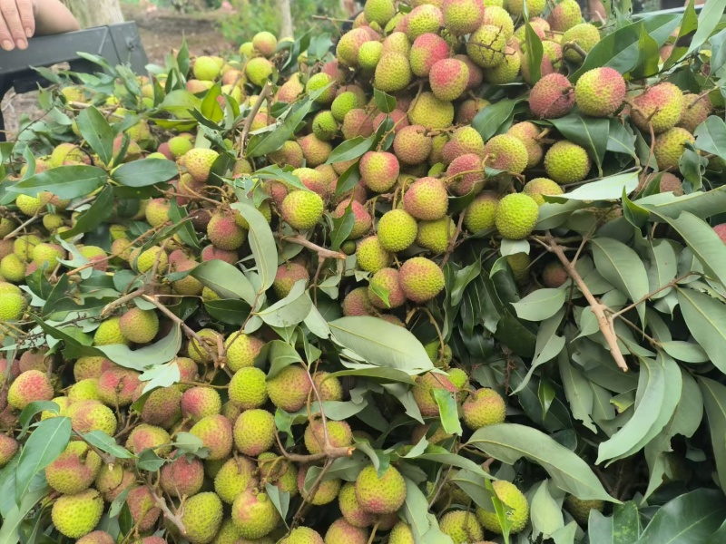 果粒，轻枝，