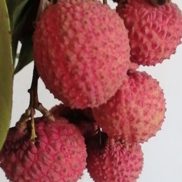桂味荔枝