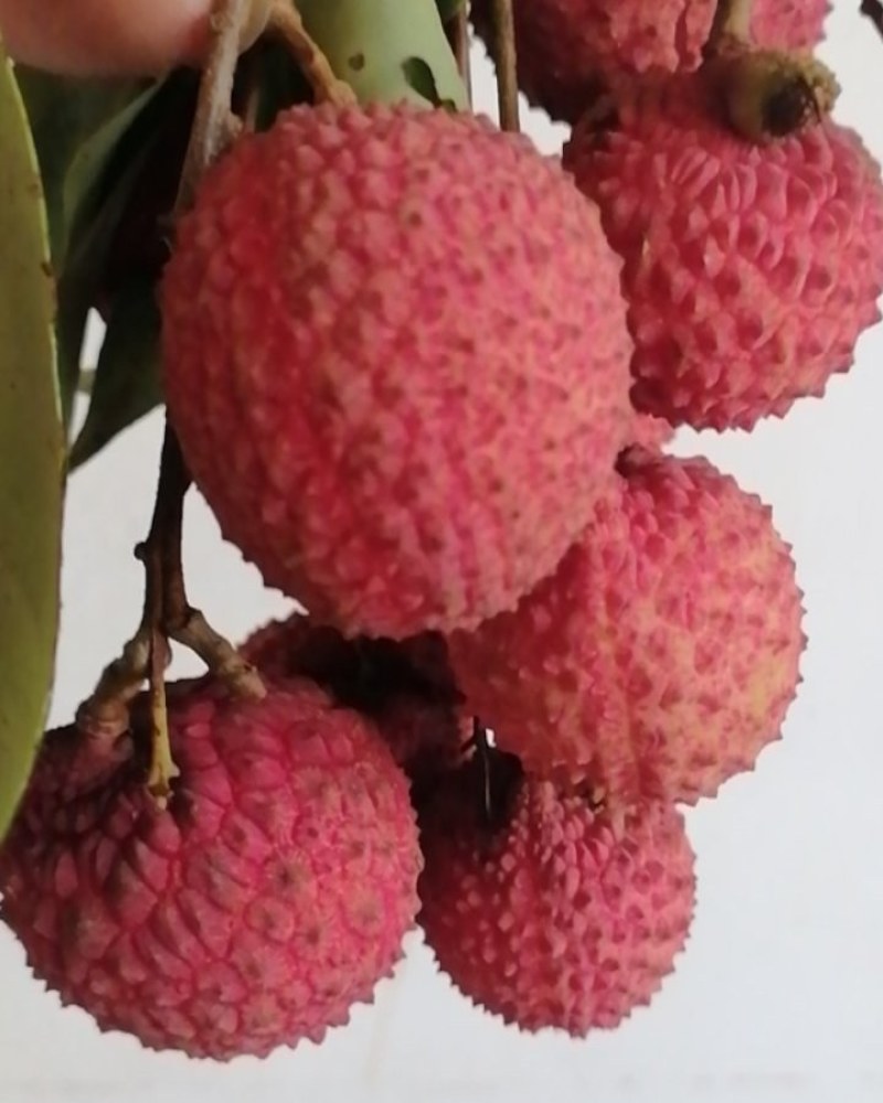 桂味荔枝