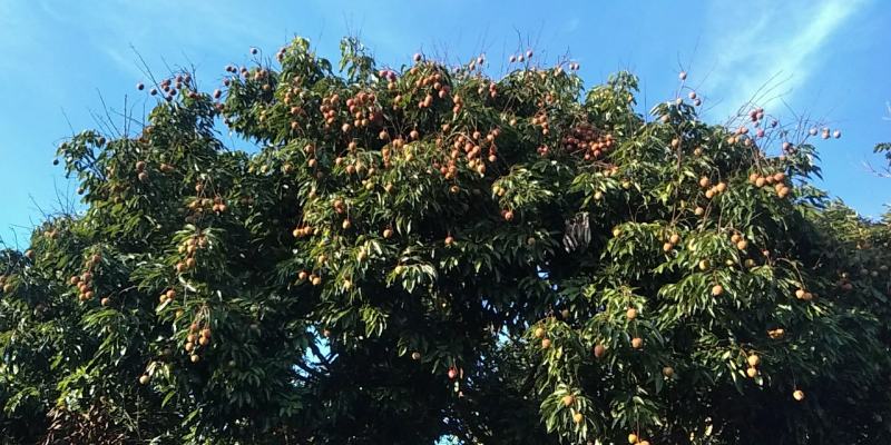 桂味荔枝