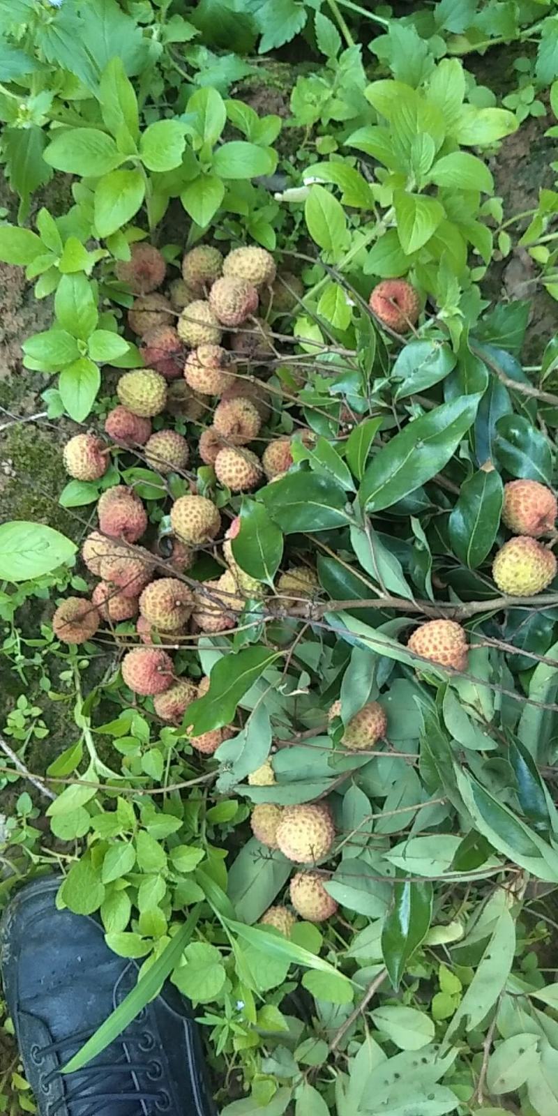 桂味荔枝
