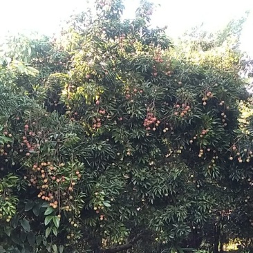 桂味荔枝