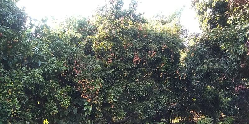 桂味荔枝