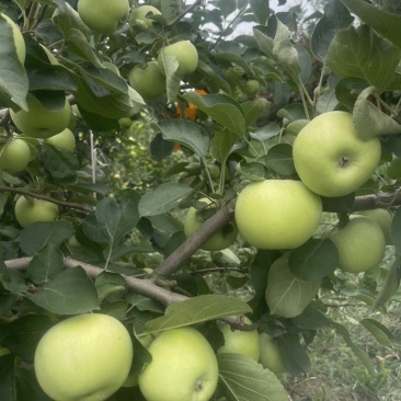 早熟夏红苹果、华佳苹果、华硕苹果、***********