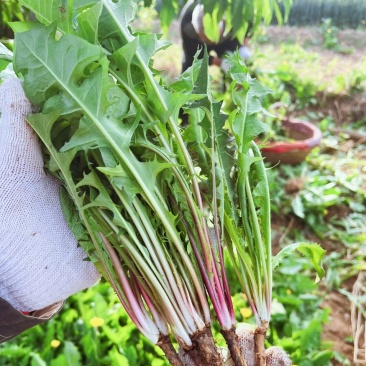 山西野生蒲公英
