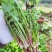 山西野生蒲公英