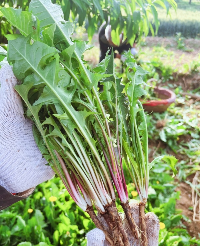 山西野生蒲公英