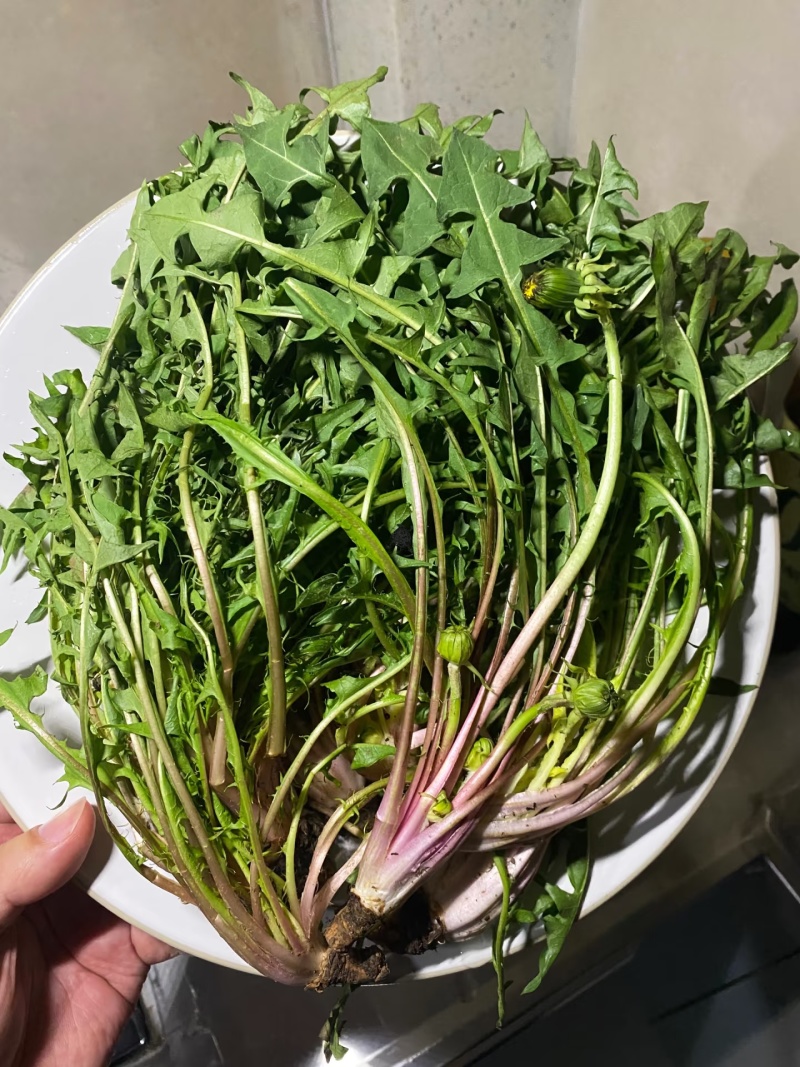山西野生蒲公英
