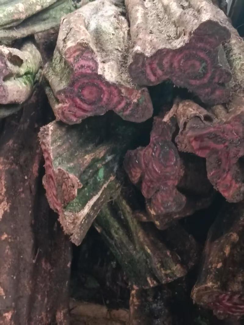新货鸡血藤