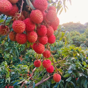 荔枝