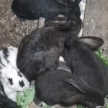 5斤左右肉兔