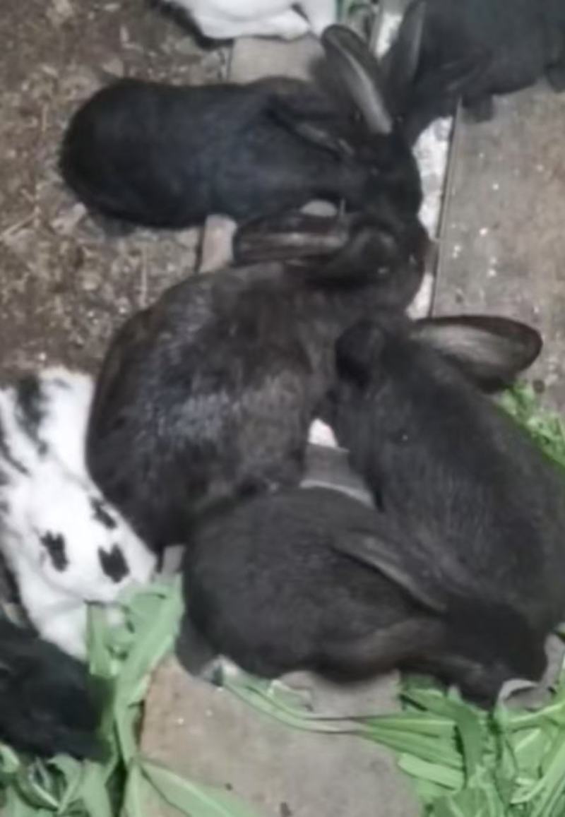 5斤左右肉兔
