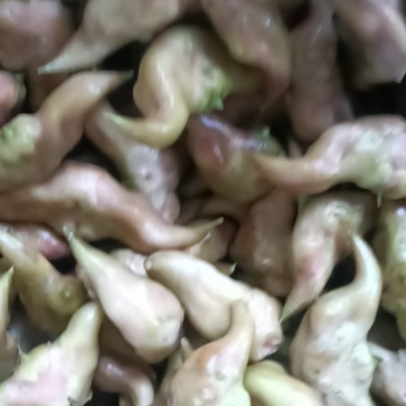 红菱角青菱角