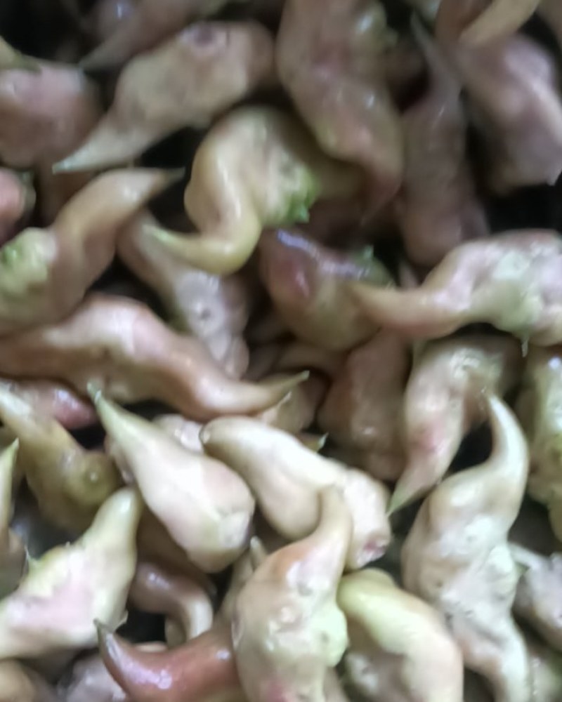 红菱角青菱角