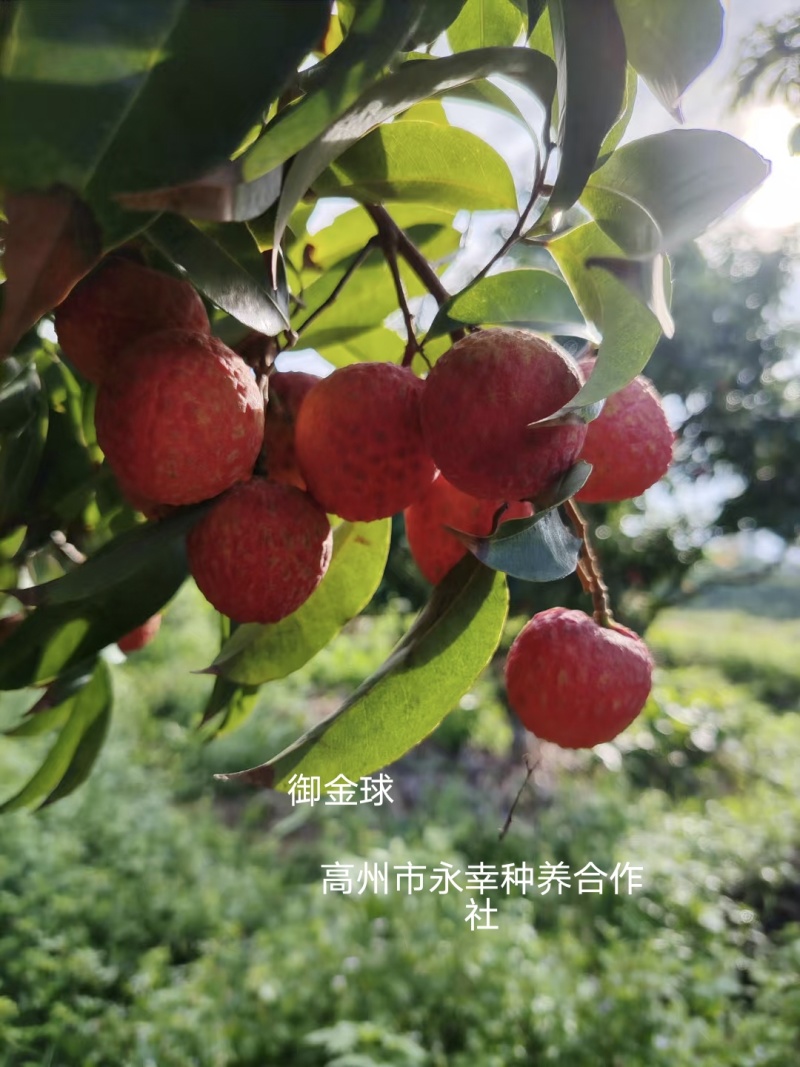 荔枝王，御金球，金香，桂味管一件代发