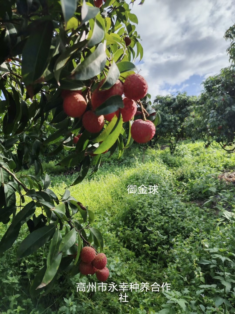 荔枝王，御金球，金香，桂味管一件代发