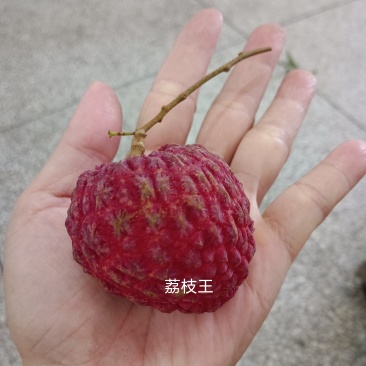 荔枝王，御金球，金香，桂味管一件代发