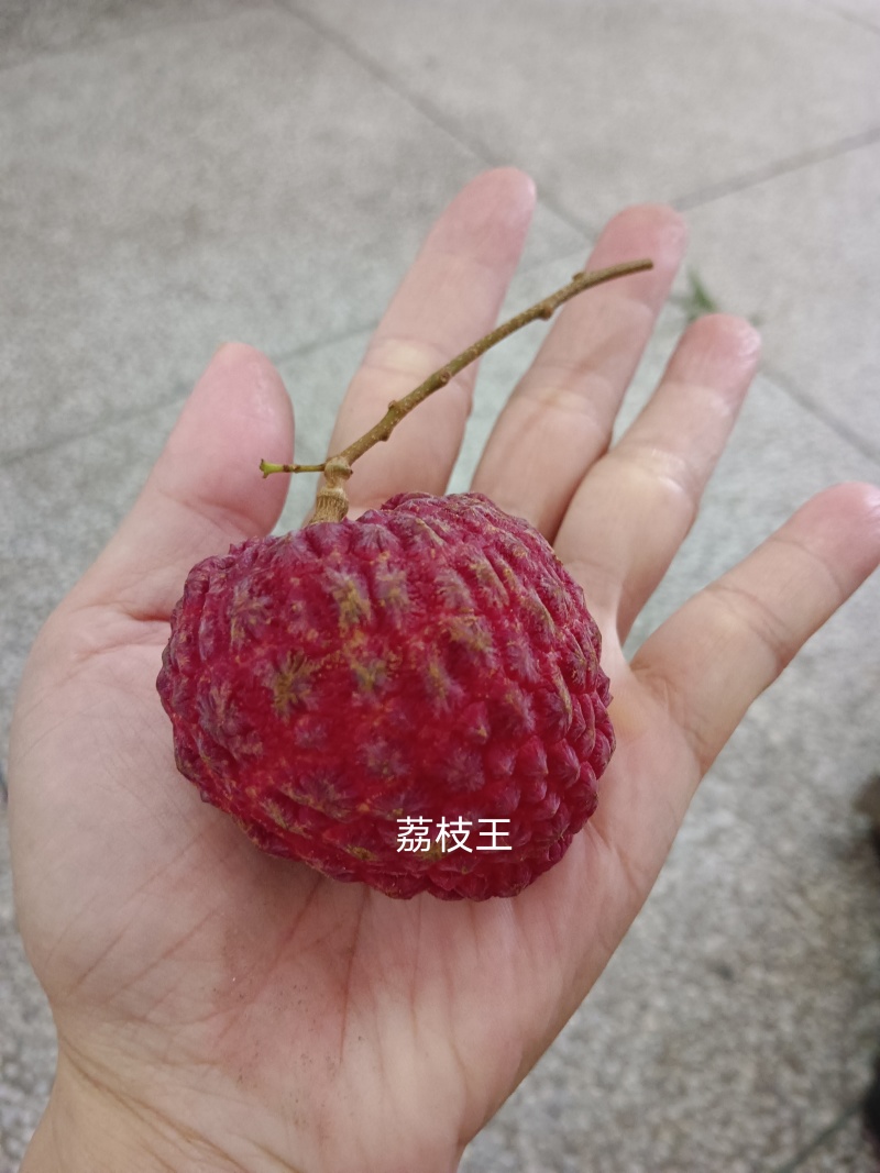 荔枝王，御金球，金香，桂味管一件代发